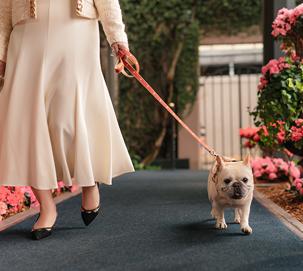 The Pampered Pets Program - The Windsor Court